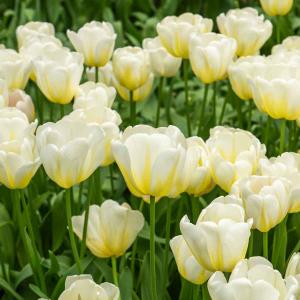 Tulipe Antartica (x8)